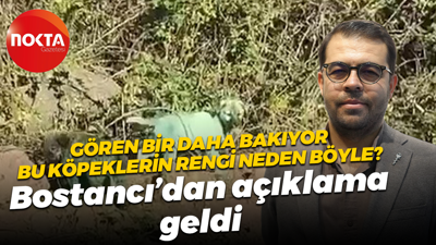 Bu köpeklerin renkleri neden böyle? Mehmet Bostancı değerlendirdi