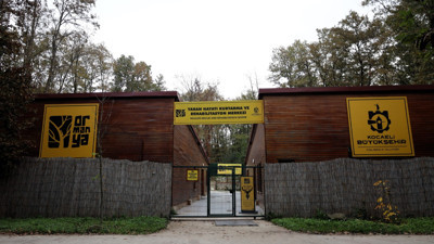 Yaban hayvanları Ormanya'da şifa buluyor