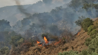 Aydın'da orman yangını!