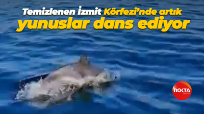 Temizlenen İzmit Körfezi’nde artık yunuslar dans ediyor