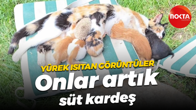 Kocaeli'de yürek ısıtan görüntü... Kedi ve kirpiler 'süt kardeş' oldu