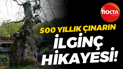 Kocaeli'deki 500 yıllık çınarın ilginç hikayesi!