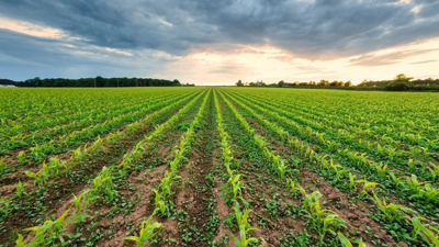 Kandıra’da tarla icralık oldu! İşte fiyatı