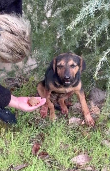 Minibüs ile köpeğin üstünden geçti, sonra hiçbir şey olmamış gibi yoluna devam etti - Resim : 1