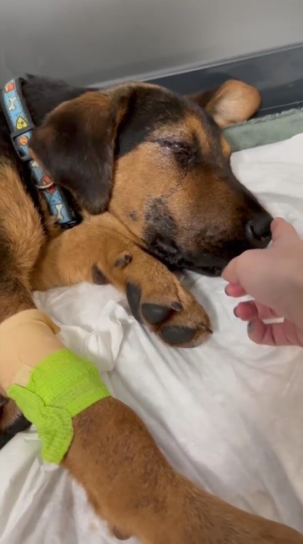 Minibüs ile köpeğin üstünden geçti, sonra hiçbir şey olmamış gibi yoluna devam etti - Resim : 2