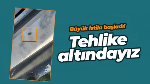 İstanbul, Kocaeli, Sakarya, Bursa, Düzce, Yalova dikkat! Büyük istila başladı, o hayvan her yerde