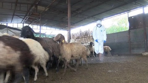 Adana’da mavi dil hastalığı görüldü