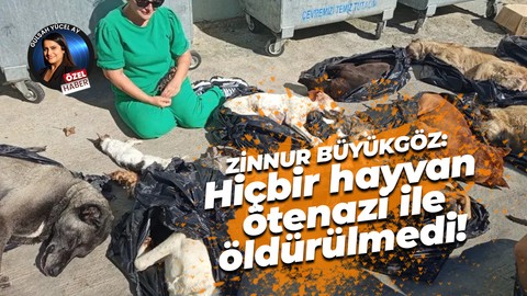 Zinnur Büyükgöz: “Gebze’de hiçbir hayvan ötenazi ile öldürülmedi!”