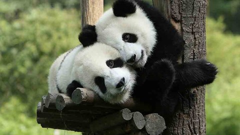 Pandalar ABD'ye geliyor!