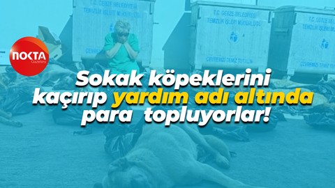 Sokak köpeklerini kaçırıp yardım adı altında para topluyorlar!