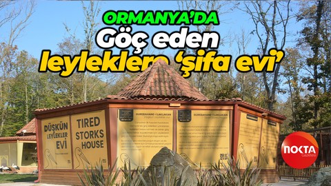 Göç eden leyleklere "şifa evi"