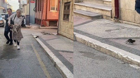 Edirne’de panik anlar! Yolda dolaşan fare vatandaşların üstüne atladı