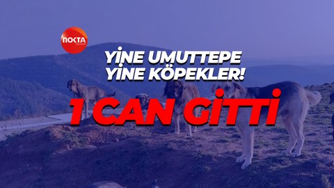 Umuttepe'de 20 köpek kediyi telef etti!