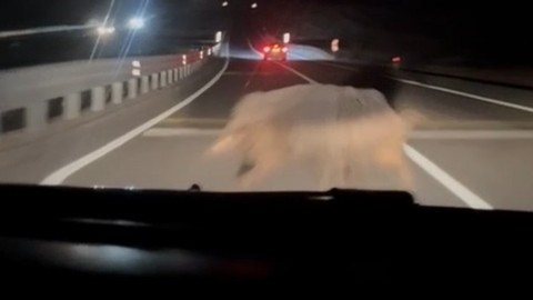 Diyarbakır’da yola çıkan domuza otomobil çarptı: O anlar kamerada