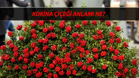 Kokina Çiçeği Anlamı: Kokina Çiçeği Ne Zaman Alınır? Yılbaşı Çiçeği Kokina Efsanesi