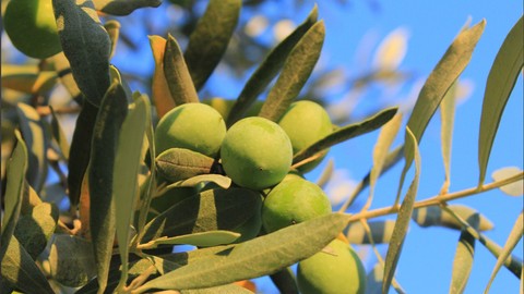 Dünya Zeytin Ağacı Günü kutlanıyor