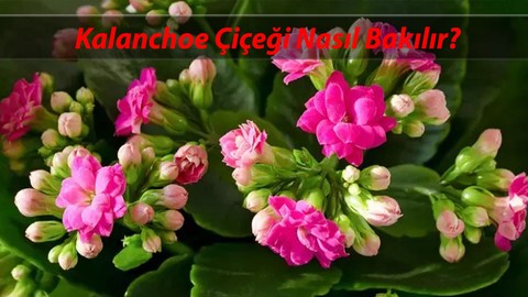 Kalanchoe Çiçeği Bakımı Nasıl Yapılır?