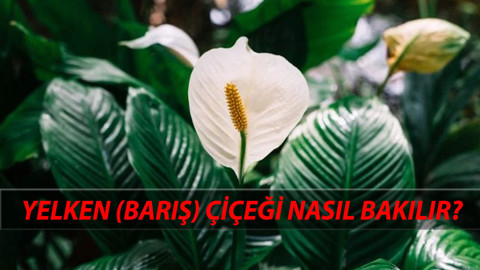 Yelken (Barış) Çiçeği Bakımı: Sağlıklı Yetiştirme Rehberi