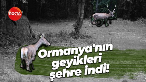 Ormanya'nın geyikleri şehre indi!
