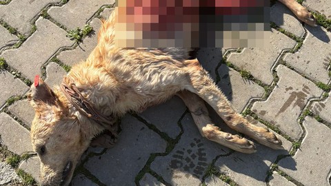 Köpekler başka köpeği canlı canlı yedi