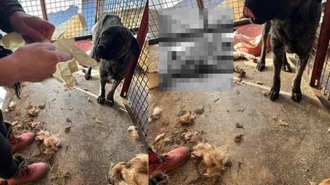Mamak'ta şok görüntüler: Valilik inceleme başlattı!