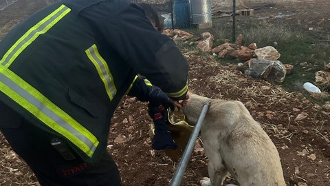 Başı tenekeye sıkışan köpeğin imdadına itfaiye ekipleri yetişti