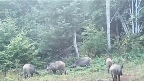 Ormandaki domuzların kuyrukları görenleri şaşkına çevirdi!