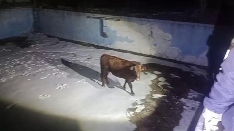 Sahibinden kaçan inek havuzda mahsur kaldı