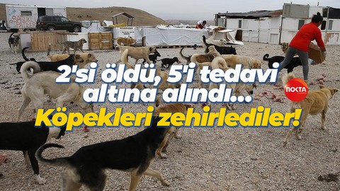 2'si öldü, 5'i tedavi altına alındı… Köpekleri zehirlediler!