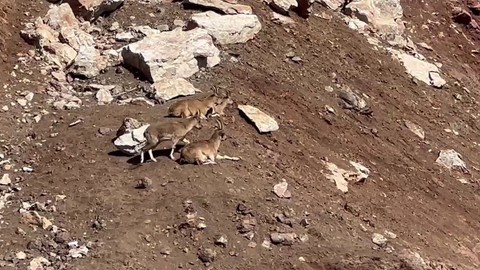 Adıyaman'da güneşli havanın tadını dağ keçileri çıkardı