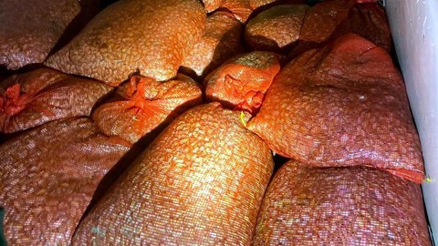 Samsun'da kaçak yollarla avlanan 1 ton midye denize geri bırakıldı