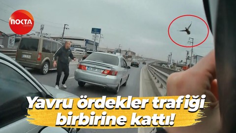 Kocaeli'de yavru ördekler trafiği birbirine kattı!