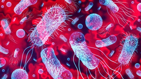 LİSTERİA MONOCYTOGENES BELİRTİLİERİ | Listeria Monocytogenes Bakterisi Ölümcül Mü?