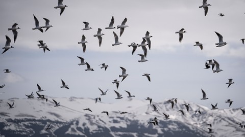 Erzurum'da göçmen kuş şöleni