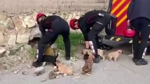 Kahramanmaraş'ta su borusundan 7 yavru köpek çıktı