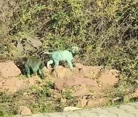 Bu köpeklerin renkleri neden böyle? Mehmet Bostancı değerlendirdi - Resim : 2