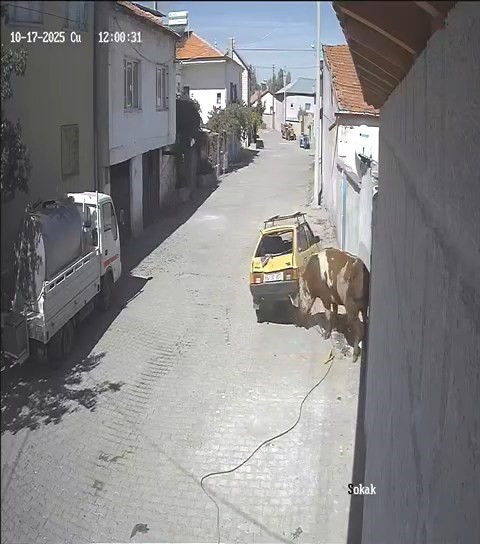 Ahırdan kaçan kızgın boğa ortalığı birbirine kattı! - Resim : 3