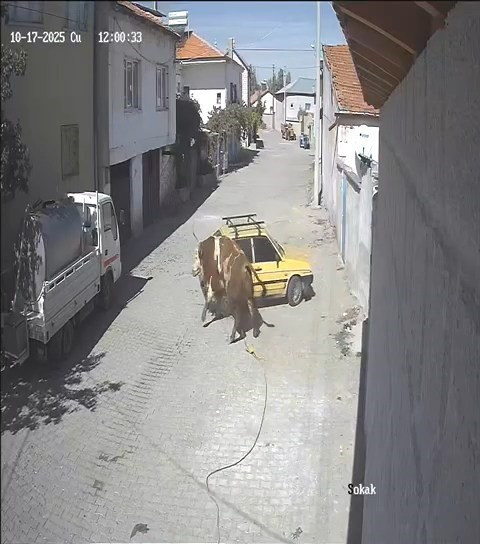 Ahırdan kaçan kızgın boğa ortalığı birbirine kattı! - Resim : 2