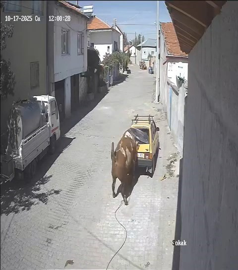 Ahırdan kaçan kızgın boğa ortalığı birbirine kattı! - Resim : 4