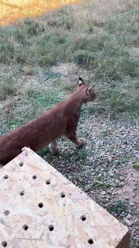 Araç bagajında iki vaşak ve iki serval kedisi ele geçirildi! - Resim : 1
