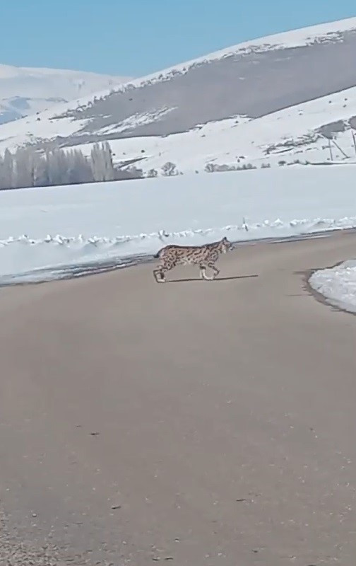 İlk defa vaşak gören vatandaşın heyecanı: Bu güzelliği bir daha göremeyiz - Resim : 2