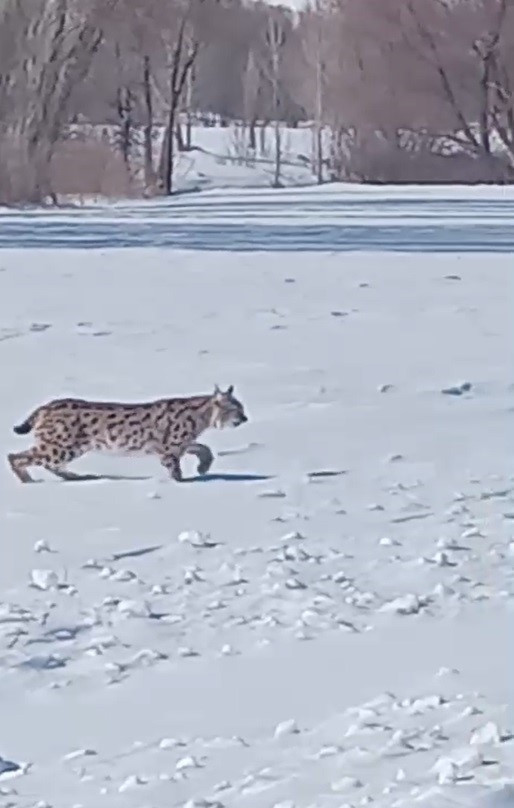 İlk defa vaşak gören vatandaşın heyecanı: Bu güzelliği bir daha göremeyiz - Resim : 1