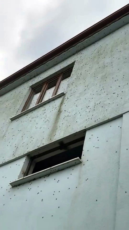 Korku filmi sahnesi değil, gerçek! Böcekler heryeri istila etti - Resim: 4