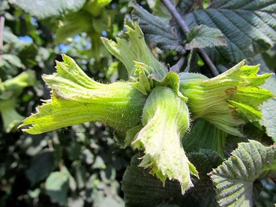 Kandıra'da fındık fiyatları 350 TL'ye doğru koşuyor - Resim: 4