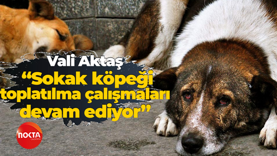 Vali Aktaş, “Sokak köpeği toplatılma çalışmaları devam ediyor”