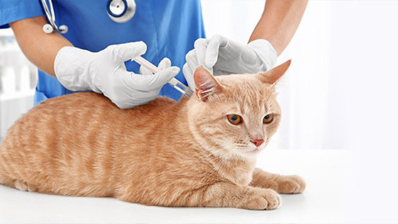 Kedi Karma Aşı Nedir? Ne İşe Yarar? Yan Etkileri Neler?