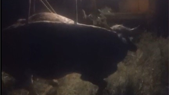 Kars'ta kayalıklardan düşen inek kurtarıldı