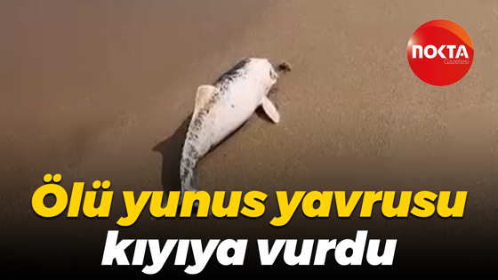 Ölü yunus yavrusu kıyıya vurdu