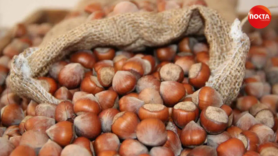 Fındık fiyatlarında son durum ne? İşte 21 Ağustos fındık fiyatları