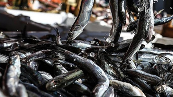 BALIK AV YASAĞI NE ZAMAN BAŞLIYOR 2026? Av Yasağı Ne Zaman Bitiyor?